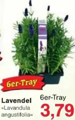 Jawoll Lavendel Angebot