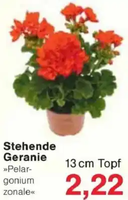 Jawoll Stehende Geranie Angebot