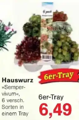 Jawoll Hauswurz Angebot