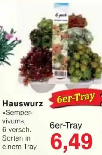 Jawoll Hauswurz Angebot