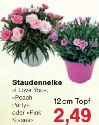 Jawoll Staudennelke Angebot