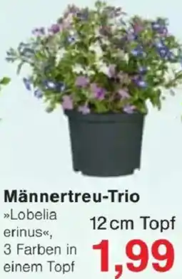Jawoll Männertreu-Trio Angebot