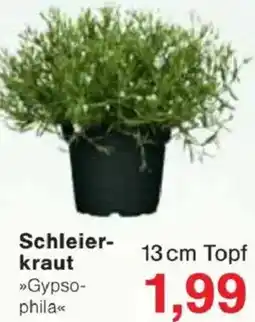 Jawoll Schleierkraut Angebot