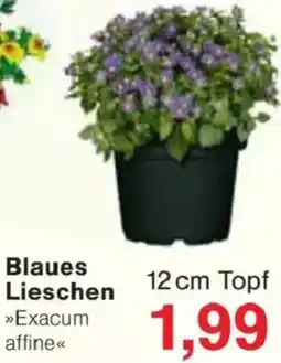 Jawoll Blaues Lieschen Angebot