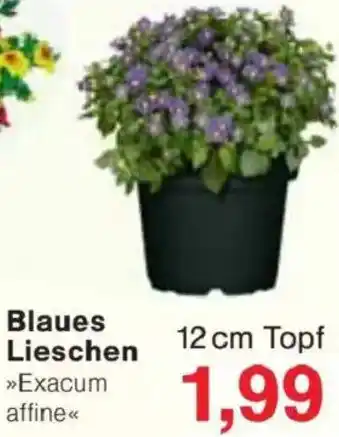 Jawoll Blaues Lieschen Angebot