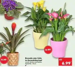 Kaufland Bromelie oder Calla im Keramikübertopf Angebot