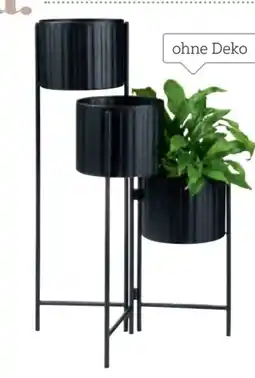 XXXLutz Ambia Blumentopf Angebot