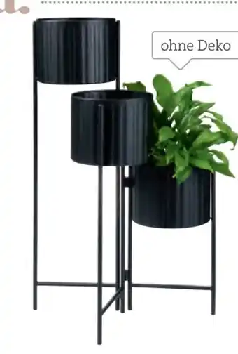XXXLutz Ambia Blumentopf Angebot
