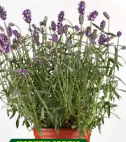 Pflanzen Kölle Duftkraut Lavendel Angebot