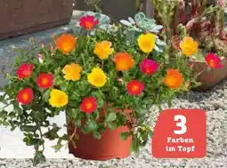 Pflanzen Kölle Portulakröschen Angebot