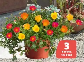 Pflanzen Kölle Portulakröschen Angebot