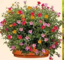 Pflanzen Kölle Portulakröschen-Schale Angebot