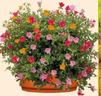 Pflanzen Kölle Portulakröschen-Schale Angebot