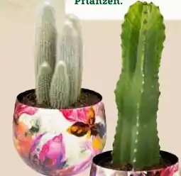 Pflanzen Kölle Kakteen-Mix Angebot
