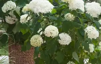 Pflanzen Kölle Kölle's Beste Schneeballhortensie Annabelle Angebot