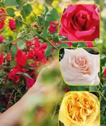 Pflanzen Kölle Kölle's Beste Duftende Edelrose Angebot