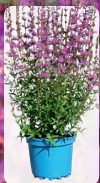 Pflanzen Kölle Blutweiderich Angebot