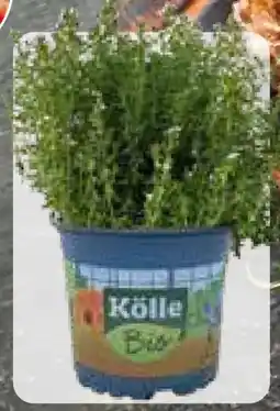 Pflanzen Kölle Kölle's Bio Grillkräuter Angebot