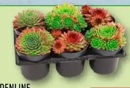 Aldi Nord Gardenline Sempervivum Angebot