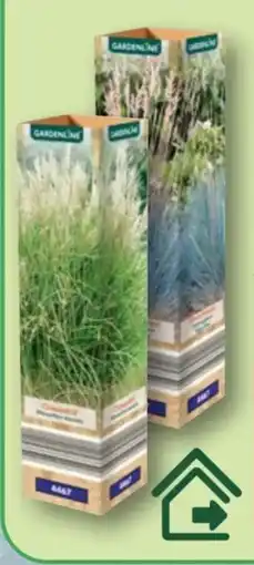Aldi Nord Gardenline Winterhartes Ziergras Angebot