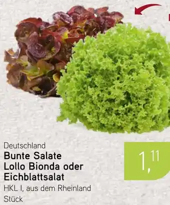 Dornseifer Bunte Salate Lollo Bionda oder Eichblattsalat Angebot