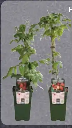 Edeka Bio Himbeeren Pflanzen Angebot