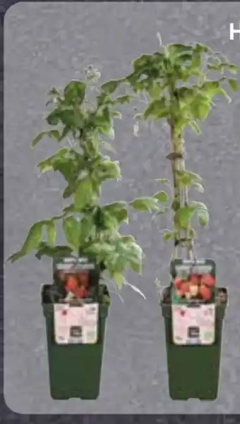Edeka Bio Himbeeren Pflanzen Angebot