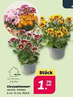 NETTO Chrysanthemen Angebot