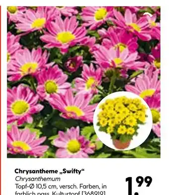 Hellweg Chrysantheme „swifty“ Angebot