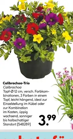 Hellweg Calibrachoa-trio Angebot