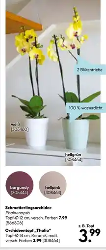 Hellweg Schmetterlingsorchidee oder orchideentopf „thalia” Angebot