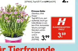 Hellweg Prinzess-nelke dianthus ‚pink kisses‘ Angebot