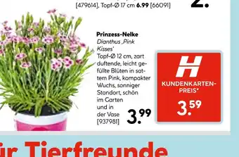 Hellweg Prinzess-nelke dianthus ‚pink kisses‘ Angebot