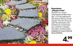 Hellweg Bodendecker „pflasta la vista“ Angebot