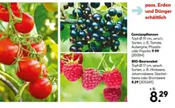Hellweg Gemüsepflanzen oder bio-beerenobst Angebot