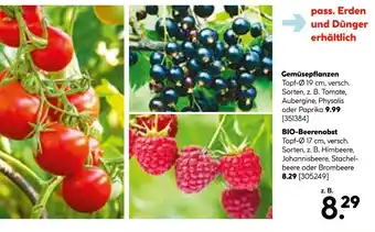 Hellweg Gemüsepflanzen oder bio-beerenobst Angebot