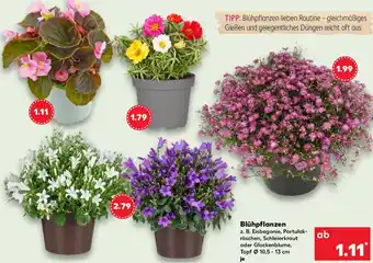 Kaufland Blühpflanzen Angebot
