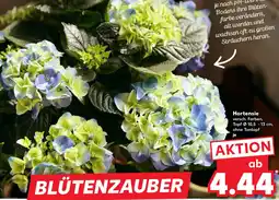 Kaufland Hortensie Angebot