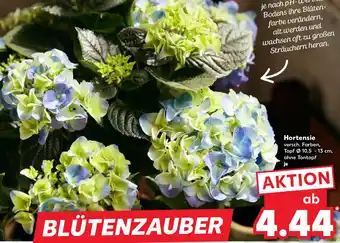 Kaufland Hortensie Angebot
