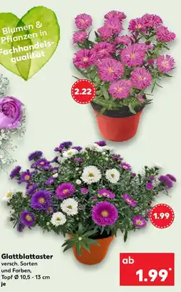 Kaufland Glattblattaster Angebot
