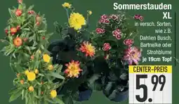 E-Center Sommerstauden XL Angebot