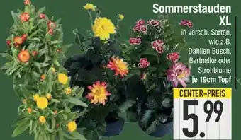 E-Center Sommerstauden XL Angebot