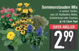E-Center Sommerstauden Mix Angebot