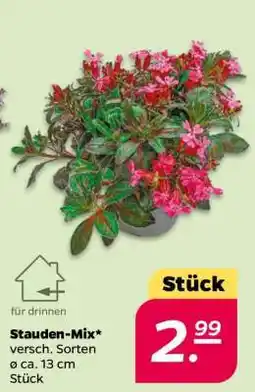 NETTO Stauden-Mix Angebot