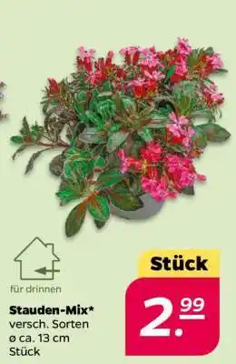 NETTO Stauden-Mix Angebot
