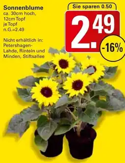 WEZ Sonnenblume Angebot