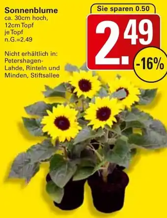 WEZ Sonnenblume Angebot