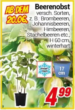 CENTERSHOP Beerenobst Angebot