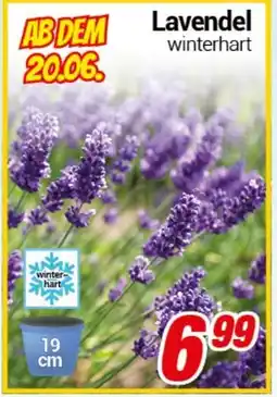CENTERSHOP Lavendel Angebot