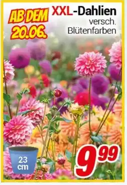CENTERSHOP XXL-Dahlien Angebot